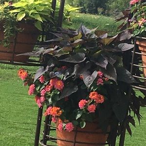 Meet your Posher, Jodi